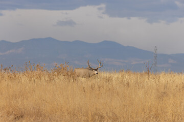 Mule Deer Buck in Autumn in Colorado