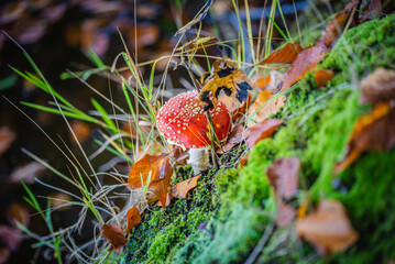 fly mushroom in the forest