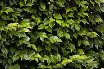 Bush full of fresh leaves after rain. Background pattern