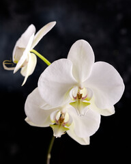 The branch of white orchid flowers on a rustic background