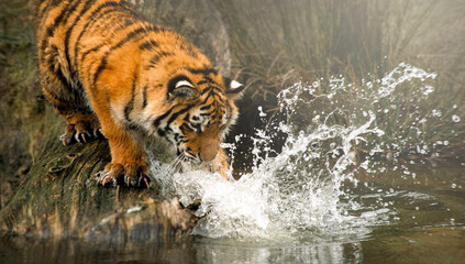 tiger in water