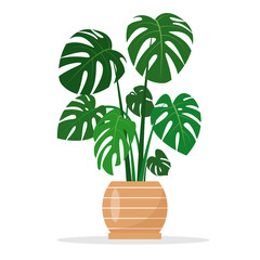 Monstera houseplant in ceramic flowerpot. Tropical plant for home or office interior decor, Gardening hobby, flower shop. Flat or cartoon icon vector illustration for botanical design.