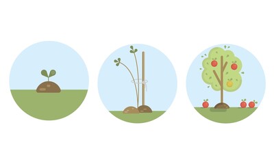 Vector set with three flat illustrations with little sprout, seedling and apple tree with ripe apple. 