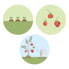 Vector set with three flat illustrations with three sprouts, tomato plant and ripe cherry tomato. 