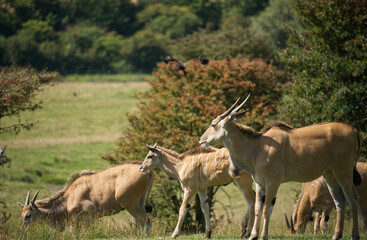 Naklejka na ściany i meble Family of Eland antelopes