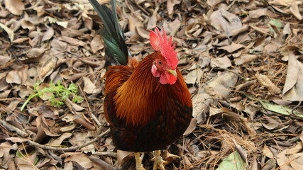 rooster on the farm