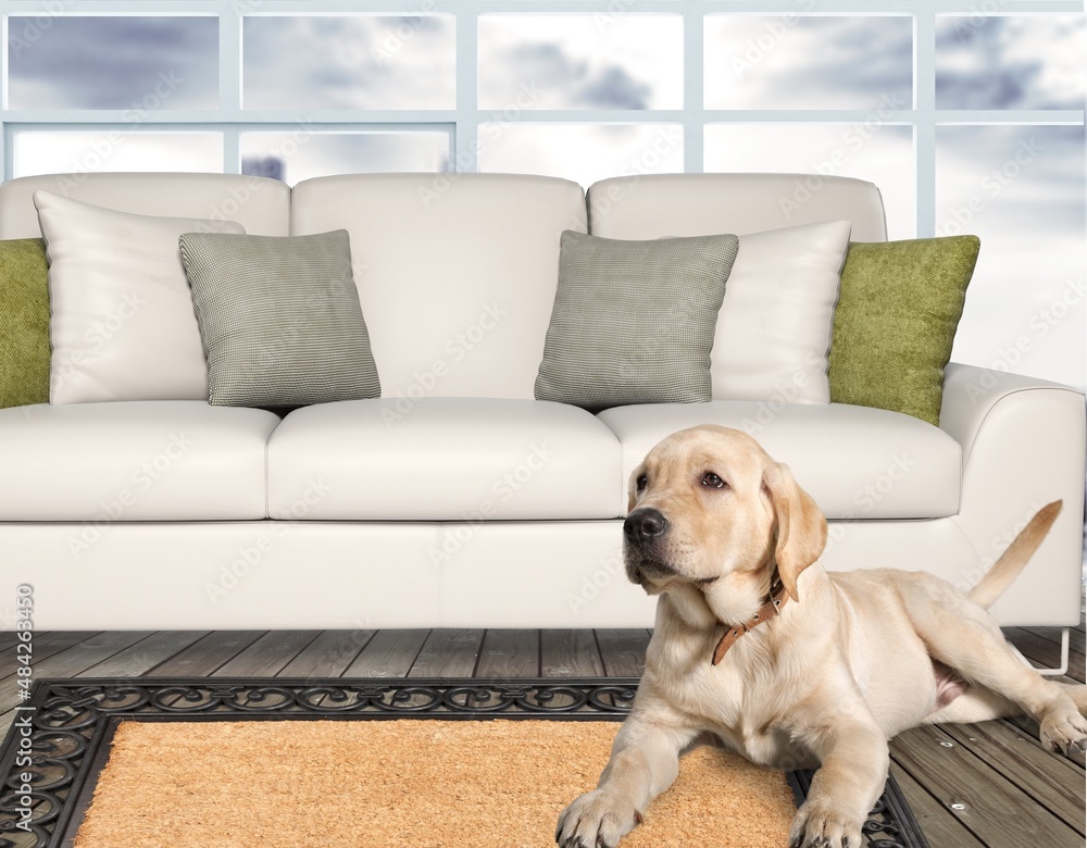 Canvas Prints Portrait of happy healthy dog indoors in living room at home.