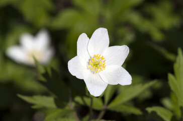 Obraz na płótnie Canvas snowdrop white anemone