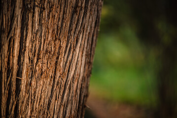 Detail of tree trunk texture