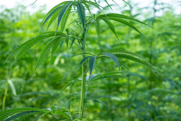 cannabis grass in sunshine close up
