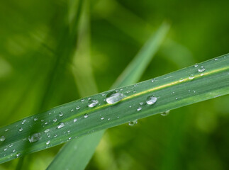 rain drops on the green grass
