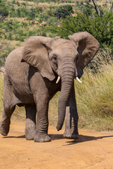 Fototapeta na wymiar African Bush Elephant, Pilanesberg National Park