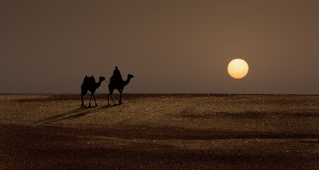 Silhouette of camel in desert