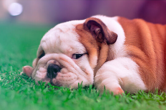 English Bulldog is white puppy with brown is lying on the garden looking at the camera. Innocent, self-conscious and tender with his little paws.