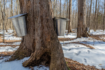 Maple Syrup Season