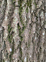  Big trunk of old aging tree crakes skin in park, expansion big stem aged. Natural created, wallpaper, background