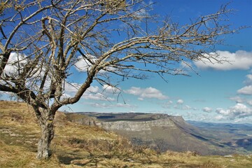 Obraz premium Árbol sin hojas en Sierra Salvada (Gorobel) Pais Vasco