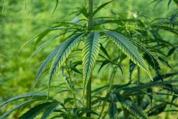 cannabis grass in sunshine close up