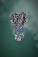 alligator in the water