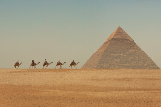 Tourists Riding Camels in Front of the Great Pyramids of Egypt