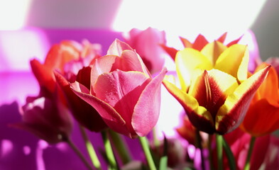 pink tulips