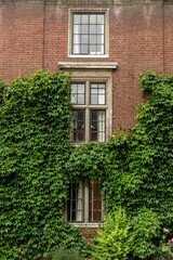 House Window With Vines