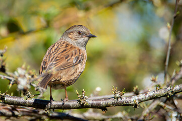 Dunnock on a horizontal branch