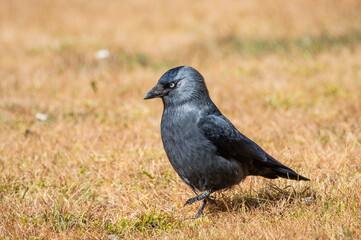 Jackdaw looking for food in dried grassland