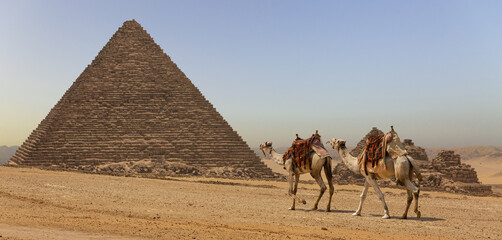 Camels Walking in Front of the Pyramids - Egypt