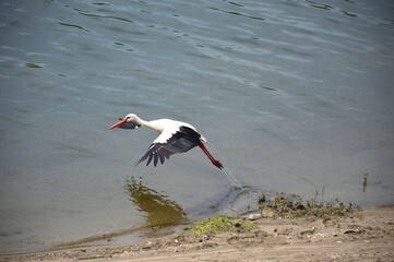 Beautiful white stork (Ciconia ciconia) taking off against the background of the river bank. Flying bird portrait