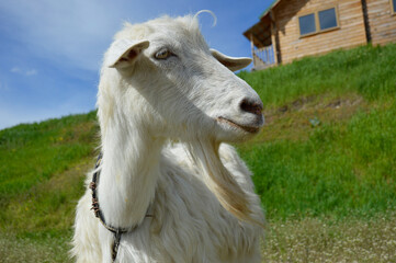 Fototapeta premium Close-up portrait of a white adult goat grazing on a green summer meadow in the countryside. the animal has no horns and has a long white beard