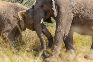 African Bush Elephant, Pilanesberg National Park