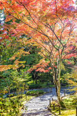The brilliant colors of fall in Japan with sunlight on the grounds of the Tenryu-ji Temple.