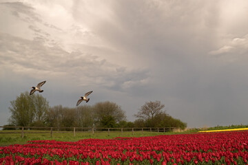 tulips in the field
