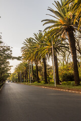 Fototapeta na wymiar Palm lined avenue in Bahir Dar, Ethiopia