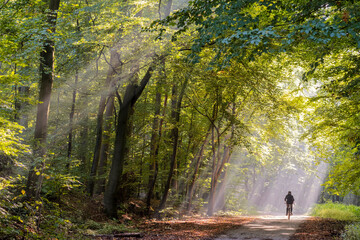 Radtfahrer Waldweg Herbst Nebel - 484268408