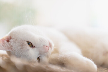 cute white rescued cat