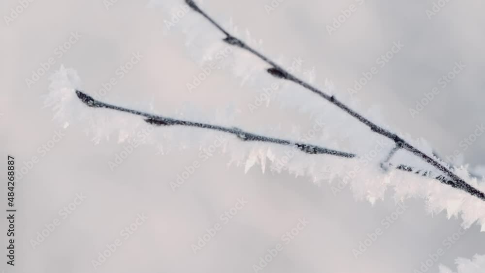 Poster close-up of beautiful tree branch in frost. creative. tree branch covered with frost. winter frost o