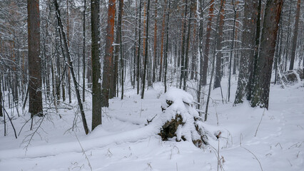 Ural winter. Snow-white trees, fairy-tale forest near the city of Miass (Ural)