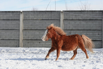 horse in winter