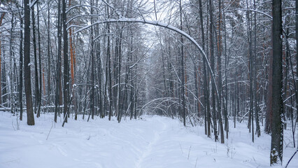 Fototapeta premium Ural winter. Snow-white trees, fairy-tale forest near the city of Miass (Ural)