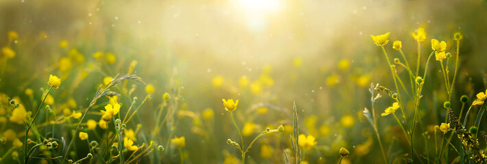 Spring nature blurred banner of wild buttercup flowers. Sunset, sunrise in a spring meadow, in a field