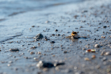 sandy beach dotted with small shells against the background of transparent sea water