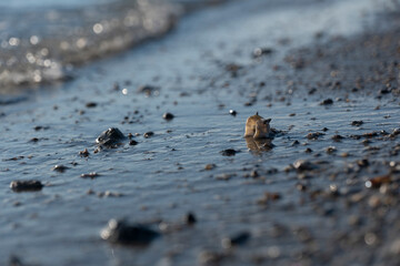 sandy beach dotted with small shells against the background of transparent sea water