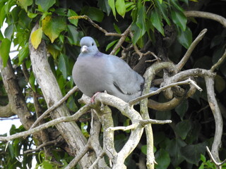 A pigeon sits on a bare branch