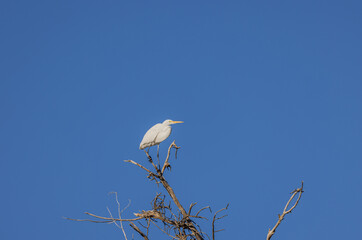 Great Egret Perched in a Tree