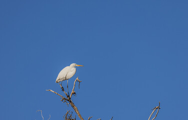 Great Egret Reflection in a River