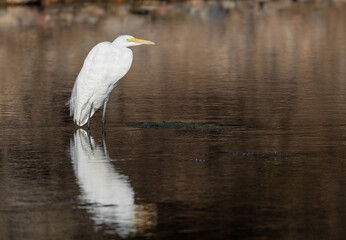 Great Egret Reflection in a River