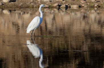 Great Egret Reflection in a River