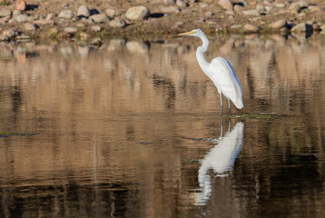 Great Egret Reflection in a River